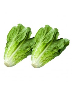 LECHUGA ROMANA I  GORRION