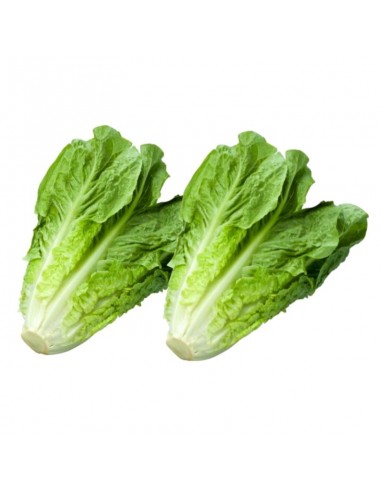 LECHUGA ROMANA I  GORRION