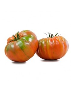 TOMATE RAF II