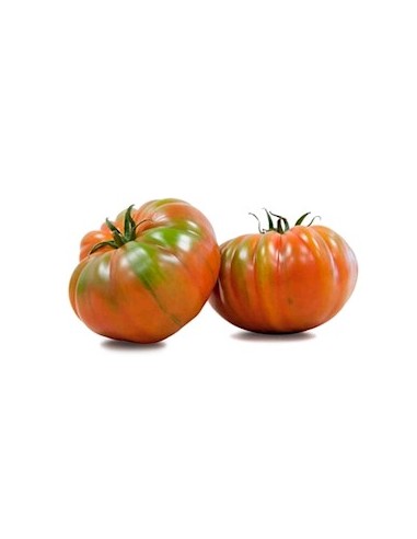 TOMATE RAF II