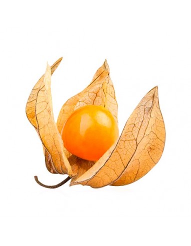 PHYSALIS